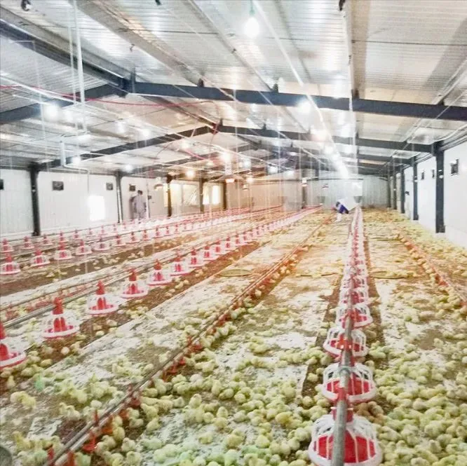 Modern Chicken House